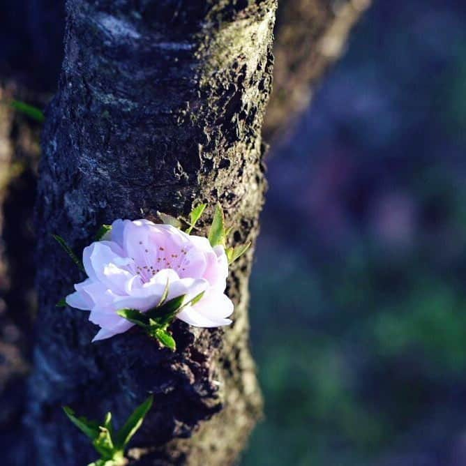 japanese forest & web designer　kapiosanさんのインスタグラム写真 - (japanese forest & web designer　kapiosanInstagram)「This cherry blossom is 'Hanamomo' in japnese. There are many petals🌸🌸 . . . . . . . . . .  #Japan #Nature #beautiful #flowers #naturelovers #forestpark #trekking #flowersofinstagram #flowersandmacro #flowerstagram  #flowerslovers #花 #floweroftheday  #team_jp_ #d850 #nikonphotography #nikond7200 #japanesestyle  #happy #東京カメラ部 #cherryblossoms #桜 #mylife #photography」4月3日 22時26分 - emiyamada_japan