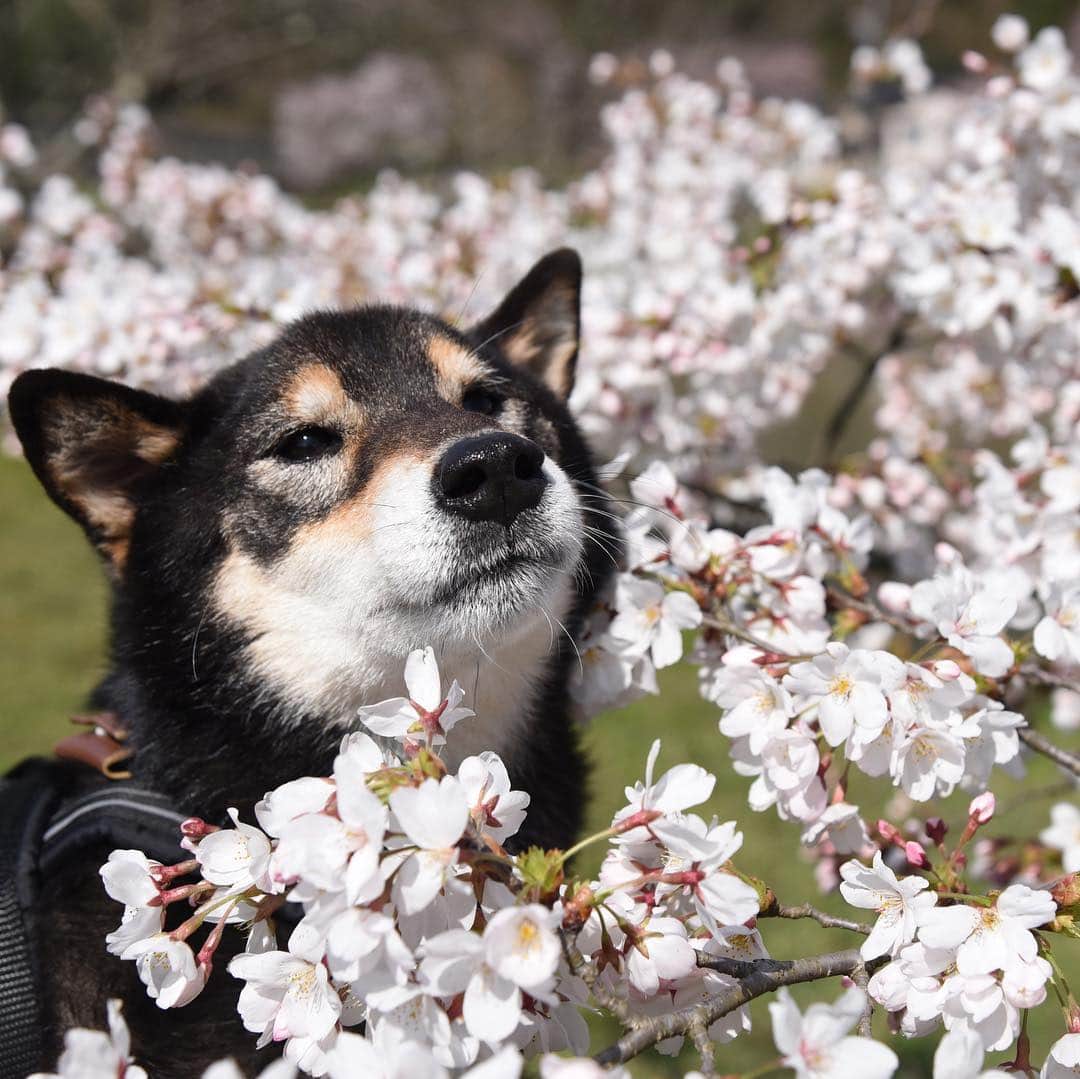 がんちゃんさんのインスタグラム写真 - (がんちゃんInstagram)「やっぱ和犬に桜🌸よく似合うよね〜🥰」4月3日 22時29分 - kota2ann