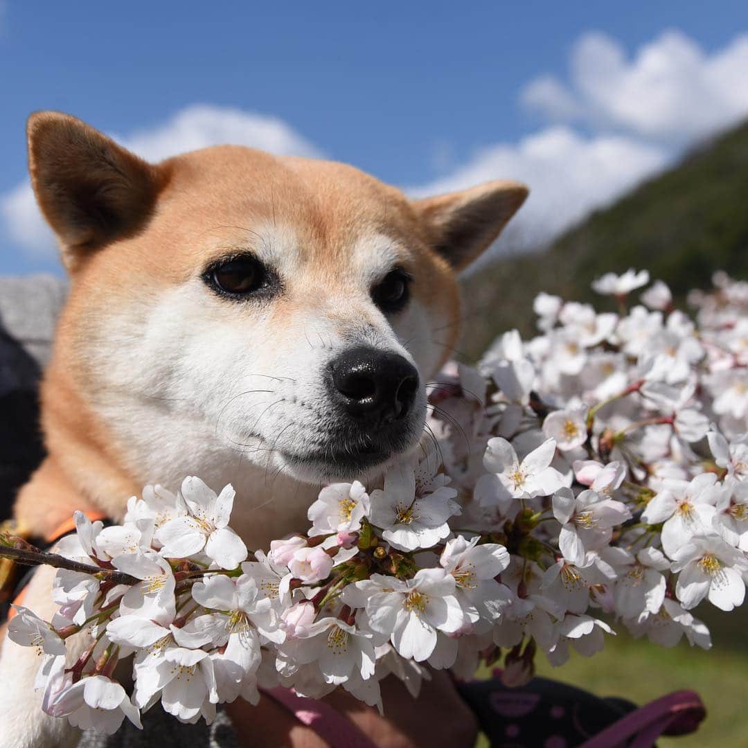 がんちゃんさんのインスタグラム写真 - (がんちゃんInstagram)「やっぱ和犬に桜🌸よく似合うよね〜🥰」4月3日 22時29分 - kota2ann