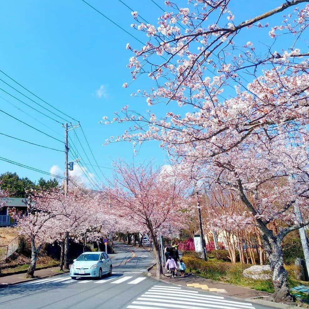 伊東市公式アカウントさんのインスタグラム写真 - (伊東市公式アカウントInstagram)「伊東市の桜の名所、伊豆高原桜並木のソメイヨシノが満開を迎えました🌸  全長約３kmにも及ぶ伊豆高原桜並木は、まさに圧巻の一言で、中でも一際目を引く「桜のトンネル」は春が創り出す伊東市を代表する芸術作品です✴️. また、もう一つの桜の名所、さくらの里でもソメイヨシノが見頃を迎えており、こちらでは日中の桜だけではなく、ライトアップされた幻想的な夜桜もご堪能いただけます😆  桜が見頃の今がチャンスです✨ 皆様、この機会に是非足をお運びください🚙. ﻿ #伊東﻿ #伊東市﻿ #静岡﻿ #いいね伊豆﻿ #伊豆高原 #桜並木 #さくらの里 #旅行﻿ #旅行好きな人と繋がりたい﻿ #旅行好き﻿ #桜 #夜桜 #ライトアップ #観光﻿ #観光スポット﻿ #国内旅行﻿ #春の花﻿ #花好きな人と繋がりたい﻿ #花﻿ #lovers_nippon﻿ #love_bestjapan﻿ #japan_of_insta﻿ #nipponpic ﻿ #cherryblossoms #instaflowerpics﻿ #spring﻿ #springblooms﻿ #bloom﻿ #bonsaiart﻿ #japan_daytime_view」4月3日 22時33分 - itouji_official