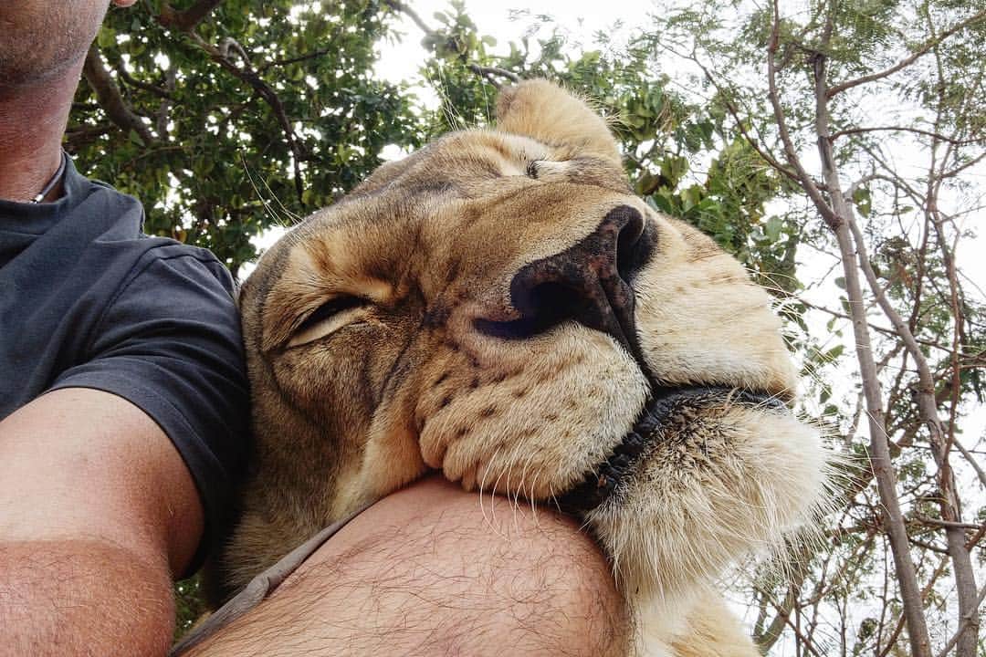 Kevin Richardson LionWhisperer さんのインスタグラム写真 - (Kevin Richardson LionWhisperer Instagram)「The other day it was Bobcat and now it’s Naiobi’s turn to use my leg as a pillow. It seems to be a growing trend amongst the sanctuary animals. 🤷🏻‍♂️ #humanpillow #justsaying」4月3日 22時35分 - lionwhisperersa