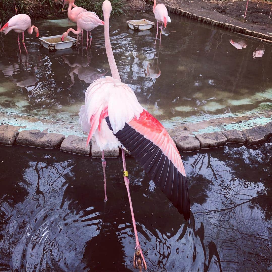 森本さやかさんのインスタグラム写真 - (森本さやかInstagram)「#わぁぁ 😍🤩 #フラミンゴ が突然🦢目の前で キレイな羽根を開いたー！！ 後ろ向きまで大サービスだよ そのあと水掻きでパシャパシャ水飛ばしてきたけど…🐸 ok 大丈夫🙆‍♀️ . . . #ヨガポーズみたい  #ヨガ  #羽根  #flamingo  #pinkflamingo  #beautiful  #yogapose」4月3日 22時35分 - sayakamorimoto1011
