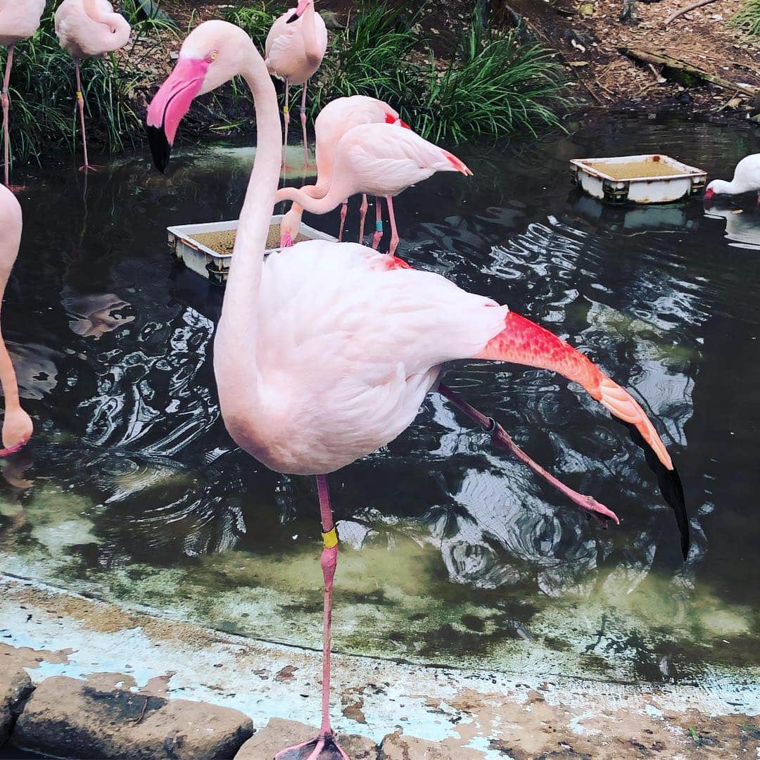 森本さやかさんのインスタグラム写真 - (森本さやかInstagram)「#わぁぁ 😍🤩 #フラミンゴ が突然🦢目の前で キレイな羽根を開いたー！！ 後ろ向きまで大サービスだよ そのあと水掻きでパシャパシャ水飛ばしてきたけど…🐸 ok 大丈夫🙆‍♀️ . . . #ヨガポーズみたい  #ヨガ  #羽根  #flamingo  #pinkflamingo  #beautiful  #yogapose」4月3日 22時35分 - sayakamorimoto1011