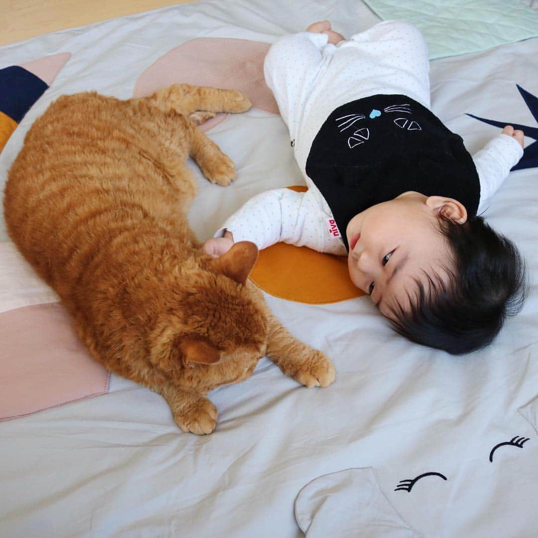 ギネス & ピムスさんのインスタグラム写真 - (ギネス & ピムスInstagram)「03/04/2019 Happy Wednesday! ・ Today, Nagi is 4 months old! Every day sees him growing up fast. He’s still got some catching up to do with Guinness, but is already as tall as Pimms! ・ Here’s photos to remember this day, with a bib that looks like Guinness. ・ Have a great day everyone! ・ ・ 今日で凪くん #生後4ヶ月 ！ ずいぶん大きくなった証拠にピム丸と大きさ比べ。 身長はほぼ同じかな？ ギネスは背が高いのでまだ凪くんより大きいです。 先日の日本旅行の際、どうしても欲しかった黒猫巾着と一緒に @niva___official さんのこちらのスタイを @nocoto_store で購入！ 他にも白猫とコウモリも可愛すぎてロンドンへ連れて帰りました。笑 産まれた時から猫アイテムに囲まれている凪くん。 密かに準備している離乳食アイテムも親の趣味で猫だらけ🤫 そんなわけで、 これからも#ギネピムと凪くん をよろしくお願いします♬ ・ ・ #4monthsold #babyboy #男の子べビー #赤ちゃんと猫 #赤ちゃんのいる生活 #赤ちゃんのいる暮らし」4月3日 22時43分 - rina_takei