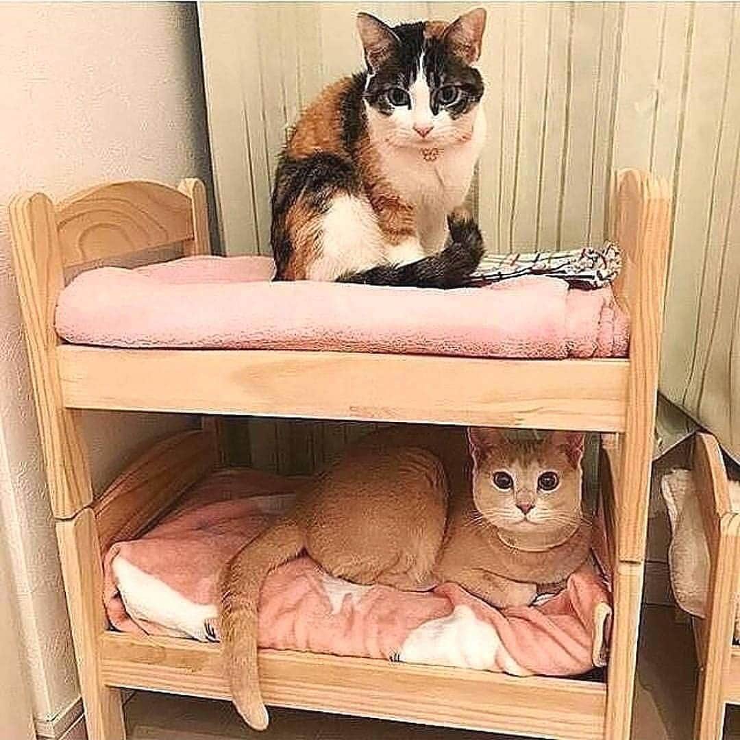Cute Pets Dogs Catsさんのインスタグラム写真 - (Cute Pets Dogs CatsInstagram)「10 “ready to sleep” photos 😴💤 📩 Submit your cat’s photo to our contest email (below BIO) to be featured! ❤️ . . . By unknown (DM us)  #kitty #cats #kedi #katze #แมว #猫 #ねこ #ネコ #貓 #고양이 #Кот #funnycats #catsofig #thedailykitten #bestmeow #excellent_cats #котик #кошка #catlove #catsgram #cutecat #cutecats #meow #kittycat #catinstagram #cats_of_instagram #ilovemycat」4月3日 22時44分 - dailycatclub