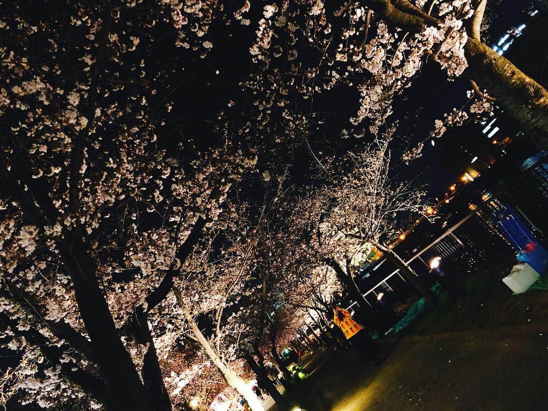 城恵理子さんのインスタグラム写真 - (城恵理子Instagram)「🌸 . . #桜  #夜桜 #天満橋 . .」4月3日 22時57分 - eriko_jo1127