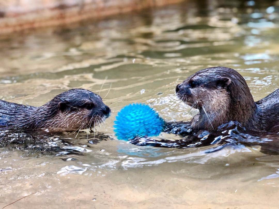 Zoological Wildlife Foundationさんのインスタグラム写真 - (Zoological Wildlife FoundationInstagram)「Spring is finally here to stay😊 . #smallclawedotter #otter #conservation #zwfmiami #zwf」4月3日 22時49分 - zwfmiami
