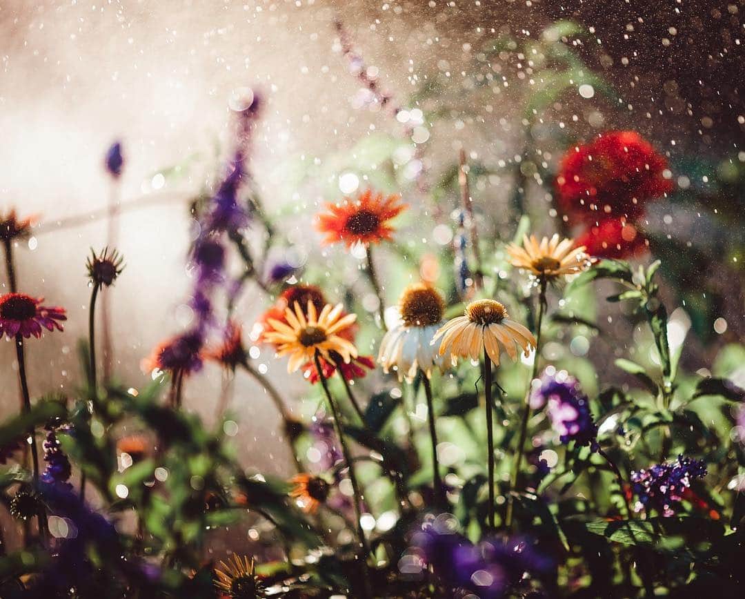 CANON USAさんのインスタグラム写真 - (CANON USAInstagram)「"Visiting the garden during golden hour. The sprinklers turned on and magic happened!" #MyCanonStory  Photo Credit: @allnaturebyanna Camera: #Canon EOS 5D Mark II Lens: EF 135mm f/2L USM Aperture: f/2 ISO: 200 Shutter Speed: 1/1250 sec Focal Length: 135mm」4月3日 22時50分 - canonusa