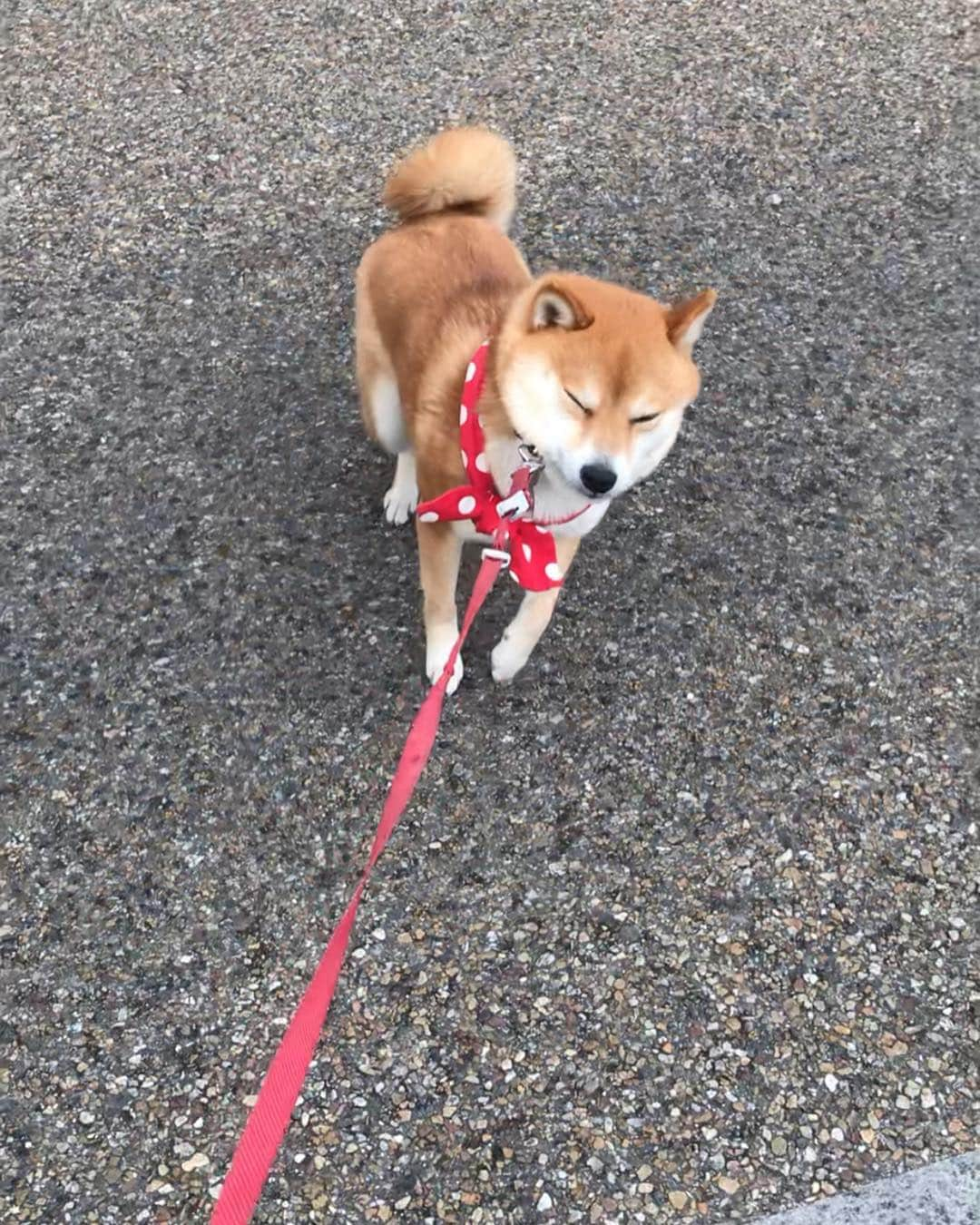 豆柴 サニーちゃんさんのインスタグラム写真 - (豆柴 サニーちゃんInstagram)「. . イヤイヤさにたん🐾 . 昨日の犬山城の帰り パラパラ雨も降り出してきたし 帰ろうとするとイヤイヤさんになりました😆 . 最近は、座るだけじゃなくて べったり伏せしてしまうよ . もっとお外で遊びたいよね〜 ごめんね💦 いろいろ事情があるからさぁ〜😅 . . #イヤイヤさにたん #イヤイヤさん #柴犬のいやいやさん #帰りたくない犬 #可愛い抵抗 . #柴犬#豆柴 #赤柴 #まめしばいぬ#まめしば#いぬのきもち#ふわもこ部 #pecoいぬ部#pecotv#サンデイ#サンデイいぬ組#anicas #shiba_snap#todayswanko#west_dog_japan #shibainu #shiba#mameshiba#shibastagram #豆柴サニーちゃん」4月3日 22時51分 - sunny_rei_32