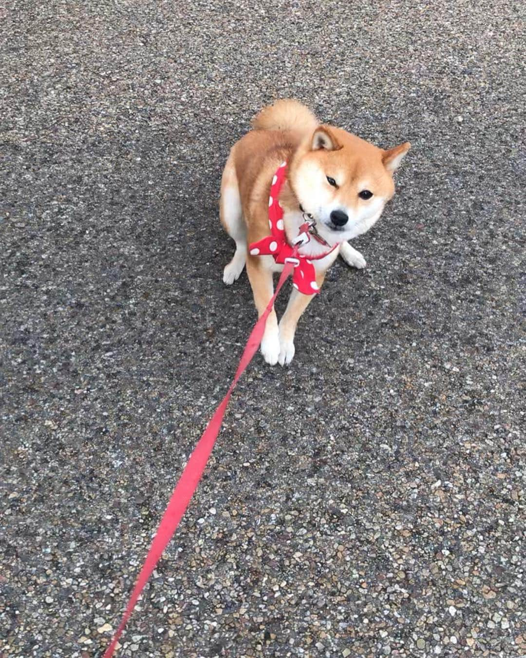 豆柴 サニーちゃんさんのインスタグラム写真 - (豆柴 サニーちゃんInstagram)「. . イヤイヤさにたん🐾 . 昨日の犬山城の帰り パラパラ雨も降り出してきたし 帰ろうとするとイヤイヤさんになりました😆 . 最近は、座るだけじゃなくて べったり伏せしてしまうよ . もっとお外で遊びたいよね〜 ごめんね💦 いろいろ事情があるからさぁ〜😅 . . #イヤイヤさにたん #イヤイヤさん #柴犬のいやいやさん #帰りたくない犬 #可愛い抵抗 . #柴犬#豆柴 #赤柴 #まめしばいぬ#まめしば#いぬのきもち#ふわもこ部 #pecoいぬ部#pecotv#サンデイ#サンデイいぬ組#anicas #shiba_snap#todayswanko#west_dog_japan #shibainu #shiba#mameshiba#shibastagram #豆柴サニーちゃん」4月3日 22時51分 - sunny_rei_32