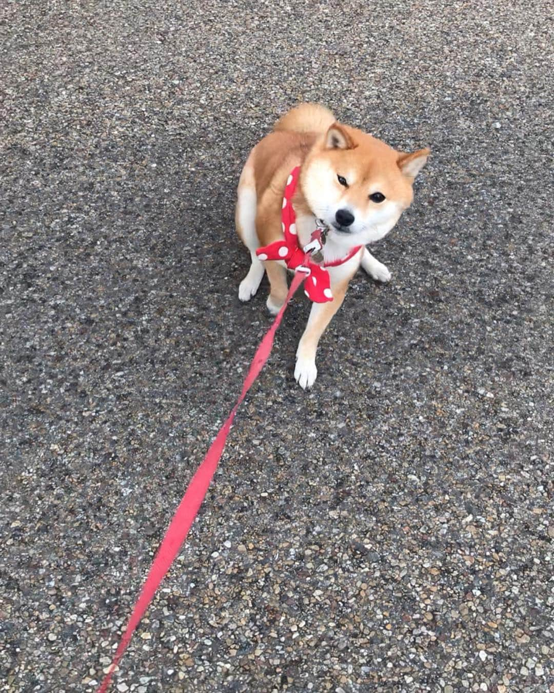 豆柴 サニーちゃんさんのインスタグラム写真 - (豆柴 サニーちゃんInstagram)「. . イヤイヤさにたん🐾 . 昨日の犬山城の帰り パラパラ雨も降り出してきたし 帰ろうとするとイヤイヤさんになりました😆 . 最近は、座るだけじゃなくて べったり伏せしてしまうよ . もっとお外で遊びたいよね〜 ごめんね💦 いろいろ事情があるからさぁ〜😅 . . #イヤイヤさにたん #イヤイヤさん #柴犬のいやいやさん #帰りたくない犬 #可愛い抵抗 . #柴犬#豆柴 #赤柴 #まめしばいぬ#まめしば#いぬのきもち#ふわもこ部 #pecoいぬ部#pecotv#サンデイ#サンデイいぬ組#anicas #shiba_snap#todayswanko#west_dog_japan #shibainu #shiba#mameshiba#shibastagram #豆柴サニーちゃん」4月3日 22時51分 - sunny_rei_32