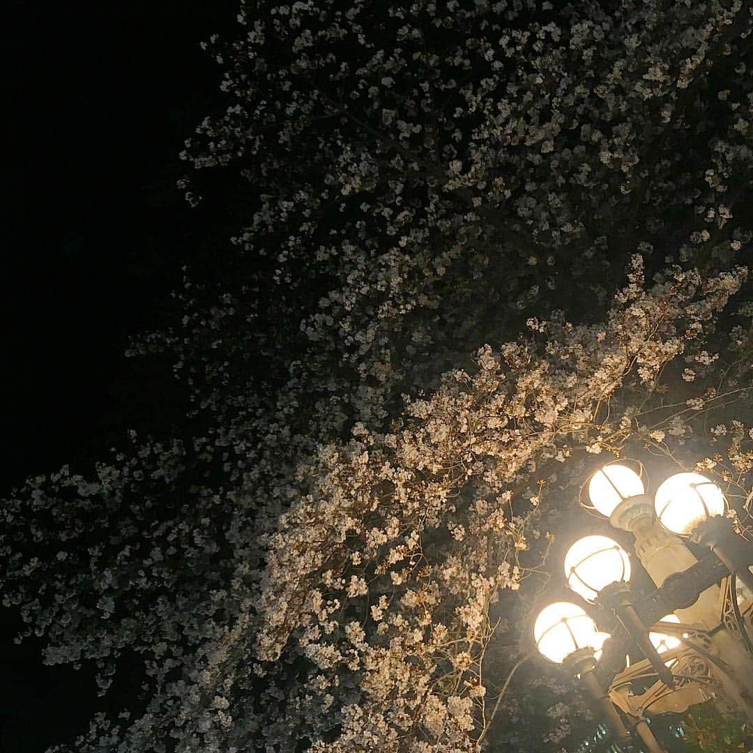 木村圭作さんのインスタグラム写真 - (木村圭作Instagram)「夜桜🌸」4月3日 22時51分 - keisakukimura