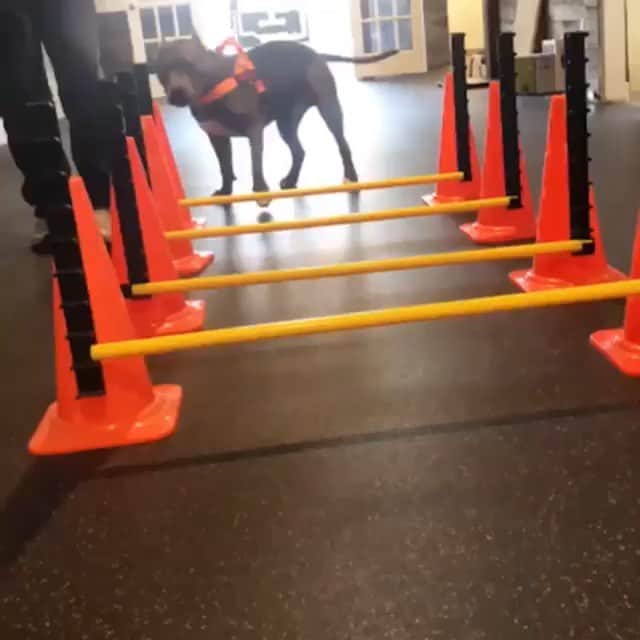 DogsOf Instagramのインスタグラム：「“Olympic hurdler 2020 😂” writes @gusthepitbull  #dogsofinstagram」