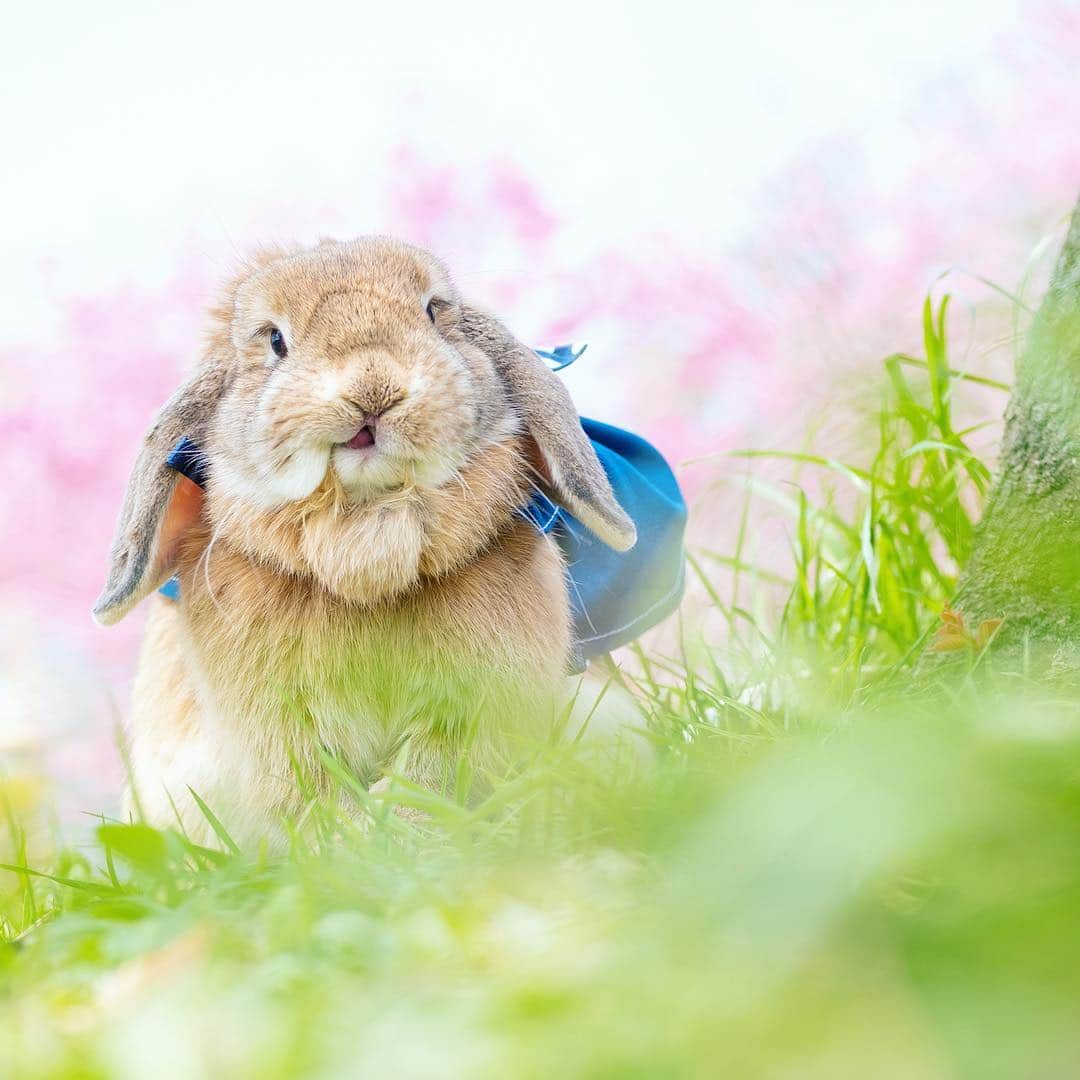 usagraphさんのインスタグラム写真 - (usagraphInstagram)「さくら、咲いたよ！🌸🐰 マフ毛を全力で口の端から吸い込んでるミーチャから桜の満開をお知らせします😂 明日からあったかいみたいだよー！ みんな花粉と紫外線にきをつけて✨ ＊ ＊ ＊ #うさぎ #rabbit #bunny #ふわもこ部  #WeeklyFluff #igersjp  #instabunnies #tokyocameraclub #東京カメラ部  #bunnystagram  #今日もX日和  #うさぎ部 #ホーランドロップ #hollandlop  #アニマル写真部  #ファインダー越しの私の世界 #team_jp_西 #igers  #ig_japan #桜」4月3日 22時55分 - usagraph