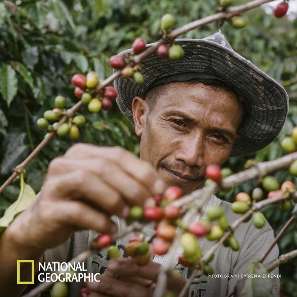 Nespressoさんのインスタグラム写真 - (NespressoInstagram)「Local farmers race against the rain in the humid Sumatran mountains to produce Master Origin Indonesia. Their unique wet-hulling process results in a velvety thick and wildly aromatic coffee. Find out more atwww.nationalgeographic.com/beyond-the-bean Content partner @NatGeo @renaeffendiphoto  #BeyondTheBean」4月3日 22時59分 - nespresso