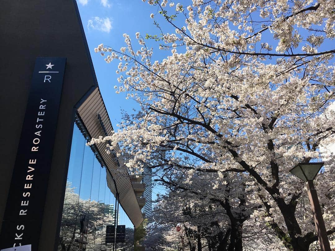 高樹リサさんのインスタグラム写真 - (高樹リサInstagram)「光の加減や見る角度によって変わる桜の表情をしっかり見つめながら散歩花見。風は少し冷たいけど絶好のお花見日和でした🌸 新元号かぁ。色々と飛び越えて行きたいね😂」4月3日 23時00分 - lisalisa_takagi