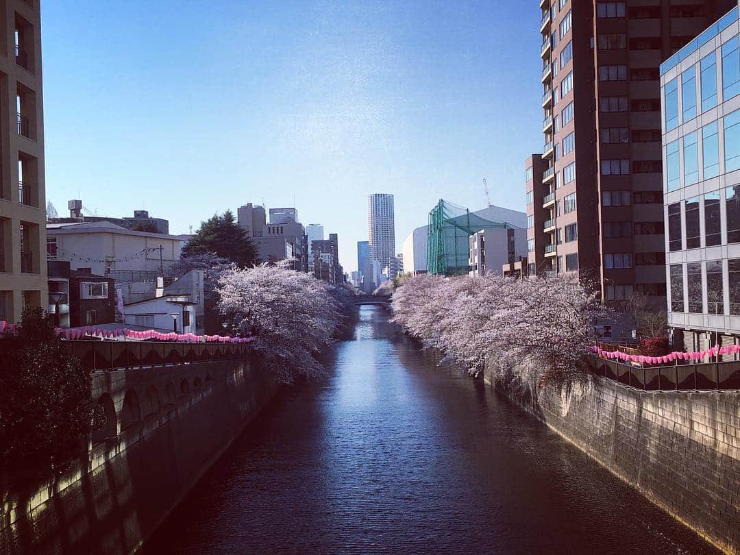 高樹リサさんのインスタグラム写真 - (高樹リサInstagram)「光の加減や見る角度によって変わる桜の表情をしっかり見つめながら散歩花見。風は少し冷たいけど絶好のお花見日和でした🌸 新元号かぁ。色々と飛び越えて行きたいね😂」4月3日 23時00分 - lisalisa_takagi