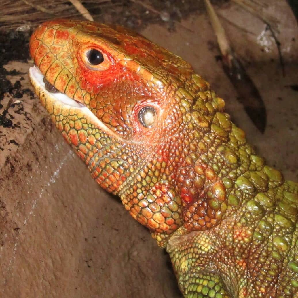 スミソニアン国立動物園さんのインスタグラム写真 - (スミソニアン国立動物園Instagram)「*CRUNCH* 🦎 When the carnivorous caiman lizard feasts on snails, crawfish or clams, it crushes its meal in its powerful jaws. Then, it spits out the broken shell and slurps down the softer part of its prey. 📅 Hear more rad reptile facts at the 11 a.m. and 3 p.m. Reptile Discovery Center keeper talks! MEET OUR ANIMALS: https://s.si.edu/2h3CN1W.」4月3日 23時01分 - smithsonianzoo