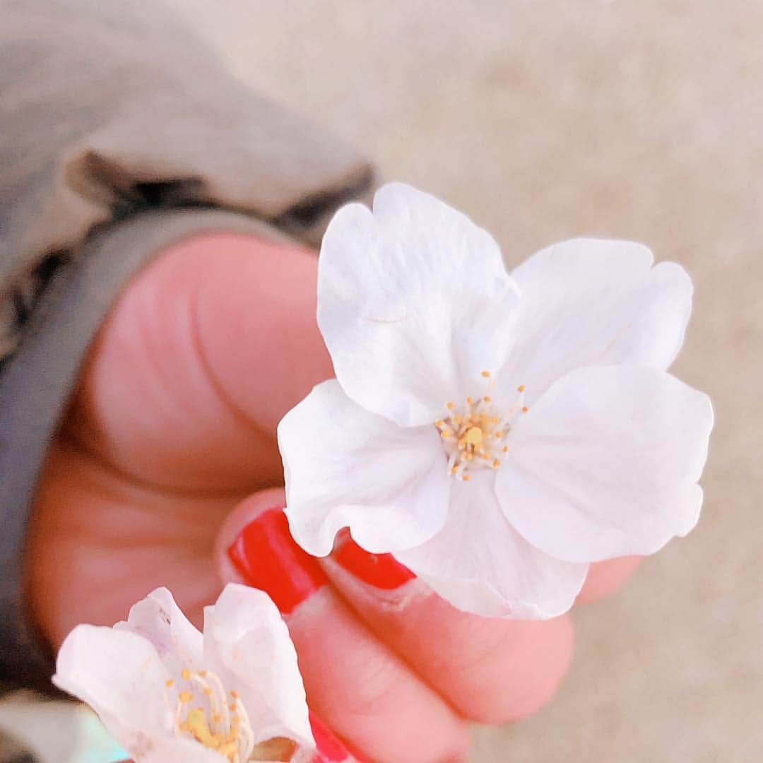 maiii0301さんのインスタグラム写真 - (maiii0301Instagram)「#綺麗 #さくら #花見 #🌸 ーーーーーーーーーーーーーーーーーーーーーー お友達仲良し親子仲間でお花見会🌸 おにぎりとおやつを持っていざ。 ホッカイロとダウンコートにホットドリンクにイヤマフに手袋…って、冬⁈ーーー😂 #きれい #桜 #寒い #春 #花 #日本 #japan #flower #風邪 #花粉 #マスク #大事 …花粉症、完全に今年デビューしました！！💦 しかも親子で😢 なる予定なかったんだけど‥😭 子どもたち、午前中から夕方までしっかり公園で遊んでもまだ遊ぶと元気いっぱいーーー。 ーーーーーーーーーーーーーーーーーーーーーーーー #平成 #令和 #新学期 #頑張ろう #成長 #思い出 #写真 #sakura #春休み #お花見 #友達 楽しかった〜♡今日もありがとう☺️ 今まさに花冷えが続いていますが、お身体温めてまいりましょう♡」4月3日 23時02分 - maiii0301
