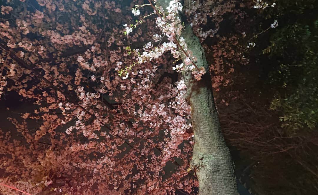 末野卓磨さんのインスタグラム写真 - (末野卓磨Instagram)「夜桜を見ると思い出す。  二十歳の花見で、初めて記憶を無くした時の事を。  断片的に残った記憶は、気持ち悪い…で、友達から聞いた話はエライこっちゃwwでした。  皆様、花見の飲みすぎには気を付けてww  しかし、桜は美しい。  今思えば、あの若さも美しいなww  #花見 #桜 #夜桜 #想い出  #二十歳」4月3日 23時02分 - takuma_sueno