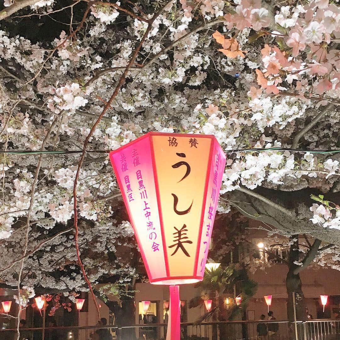 中倉隆道さんのインスタグラム写真 - (中倉隆道Instagram)「. サバ美ww . うし美www . . どゆこと？名前？ww . . バランスよく生きるって分かっちゃいるけどなかなか難しいんだよねーw めっちゃ共感！！ . . 桜もさる事ながら毎年ぼんぼりが気になる . #目黒川の桜 #目黒川のぼんぼり #目黒川の提灯おもろすぎ」4月3日 23時02分 - ryudo.tokyo
