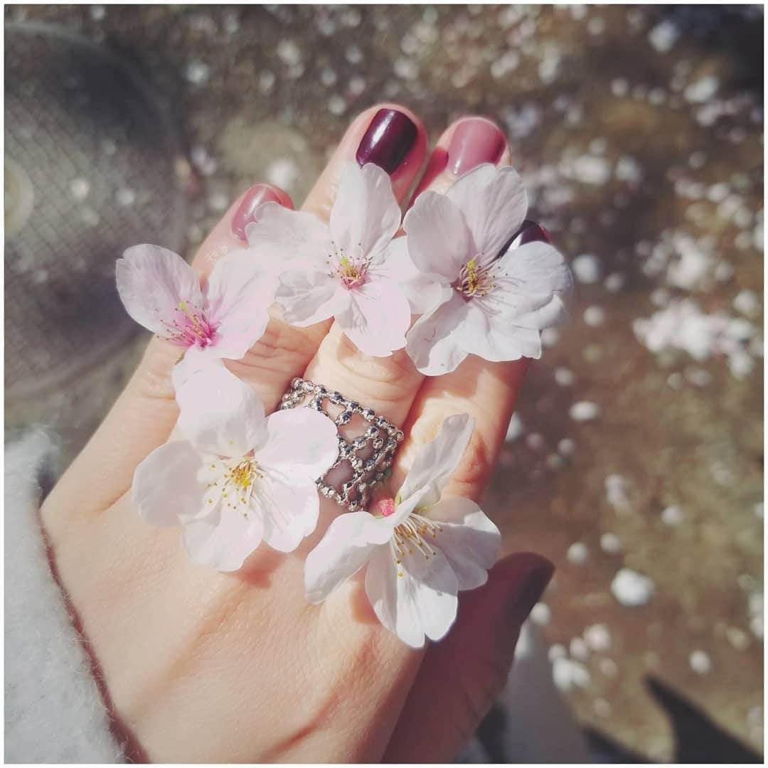 貴愛kwiae Officialのインスタグラム：「* 新元号も発表されましたね🌸 平成生まれとしては🆕令和元年で30を迎えるので、 次の元号の時も楽しく過ごしてたいものです😌 連日ニュースでお腹いっぱい感ありますが、令和には、「人々が美しく心を寄せ合う中で、文化が生まれ育つ」という意味が込められているというのは、とても素敵だなぁ〜🌸🌸🌸 新しい時代がスタートしますね😌 * * * 貴愛 待望の初フルアルバム制作キャンペーンクラウドファンディングが 2月7日からスタートし、3月31日に無事終了し、 * まさかの214%という大きな数字で終わることが出来ました🙏‼ *  約200人位の方々にご支援いただき、本当に嬉しい限りで、普段感じられない実感というか、数字として見れたことにより、フルアルバムへの制作を頑張って行こうと思います🙏🙏夏中に届けられるように頑張ります！ これからもよろしくお願いします🙏🙏🙏 * * * * #beautifulharmony #桜 #🌸 #flowers  #cherryblossom #令和 #平成  #クラウドファンディング  #ありがとう」