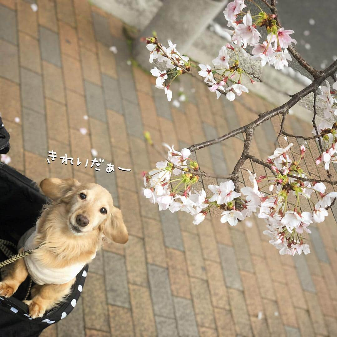 チズさんのインスタグラム写真 - (チズInstagram)「桜🌸綺麗〜(*´ω`*) もうすぐ満開かな？？ 写真は春ぽいけど… 春とは思えない寒さでした❄️ #さくら #桜#サクラ咲く 🌸 #神戸#7部咲き #お散歩 🐾 #Mダックス #ダックス#ミニチュアダックス #ミニチュアダックスフンド #ミニチュアダックスクリーム #短足犬 #短足部 #カニンヘンダックス #関西ダックス#親父犬 #ダックス13歳#シニア犬 #犬なしでは生きていけません会 #🐶#💕#🐾 #インスタでわんこみるのが日課 ♡♡」4月3日 23時09分 - sqi.chizu