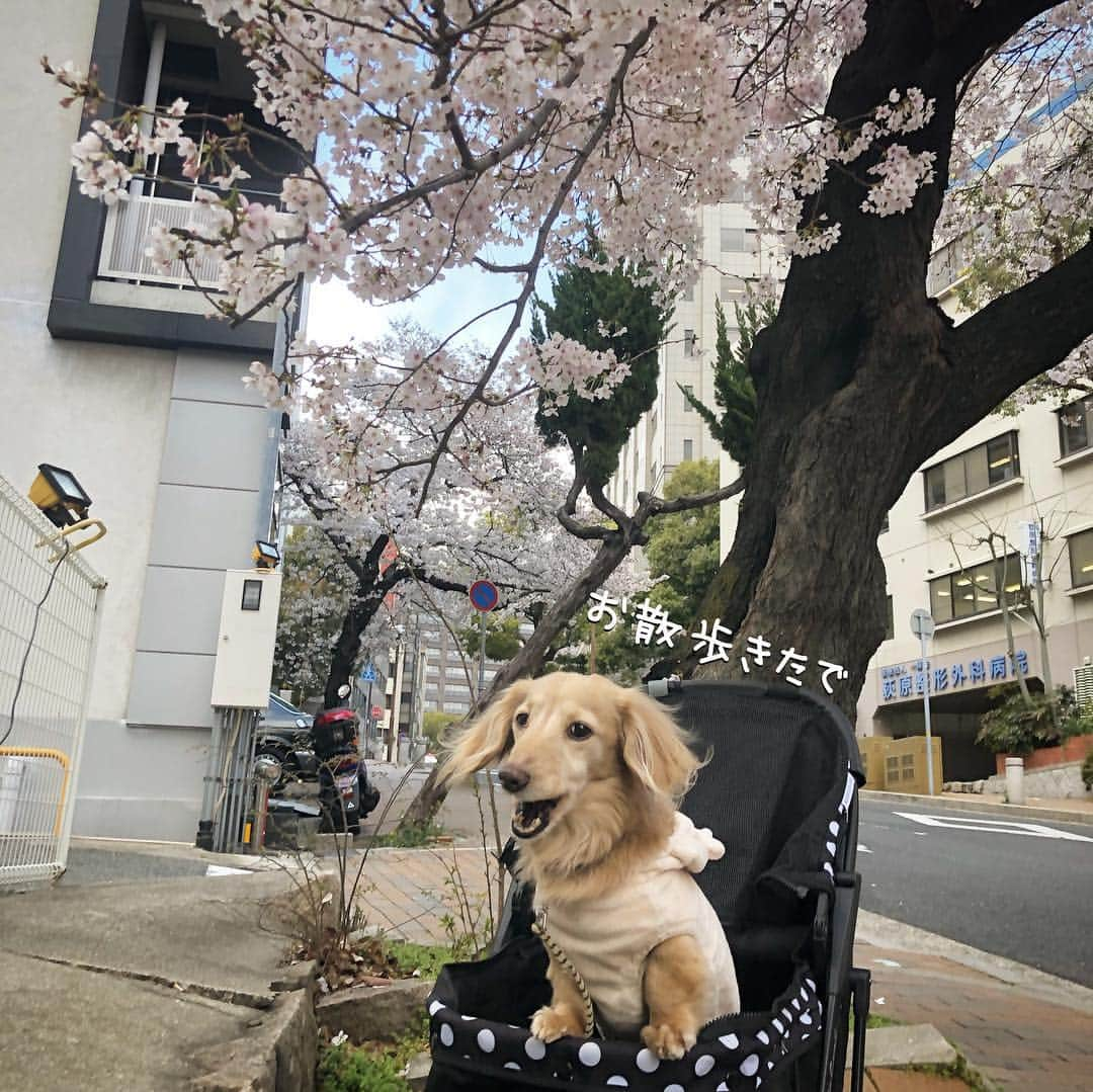 チズさんのインスタグラム写真 - (チズInstagram)「桜🌸綺麗〜(*´ω`*) もうすぐ満開かな？？ 写真は春ぽいけど… 春とは思えない寒さでした❄️ #さくら #桜#サクラ咲く 🌸 #神戸#7部咲き #お散歩 🐾 #Mダックス #ダックス#ミニチュアダックス #ミニチュアダックスフンド #ミニチュアダックスクリーム #短足犬 #短足部 #カニンヘンダックス #関西ダックス#親父犬 #ダックス13歳#シニア犬 #犬なしでは生きていけません会 #🐶#💕#🐾 #インスタでわんこみるのが日課 ♡♡」4月3日 23時09分 - sqi.chizu