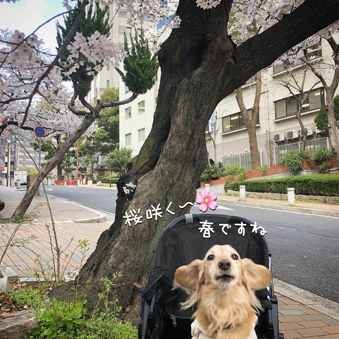 チズさんのインスタグラム写真 - (チズInstagram)「桜🌸綺麗〜(*´ω`*) もうすぐ満開かな？？ 写真は春ぽいけど… 春とは思えない寒さでした❄️ #さくら #桜#サクラ咲く 🌸 #神戸#7部咲き #お散歩 🐾 #Mダックス #ダックス#ミニチュアダックス #ミニチュアダックスフンド #ミニチュアダックスクリーム #短足犬 #短足部 #カニンヘンダックス #関西ダックス#親父犬 #ダックス13歳#シニア犬 #犬なしでは生きていけません会 #🐶#💕#🐾 #インスタでわんこみるのが日課 ♡♡」4月3日 23時09分 - sqi.chizu