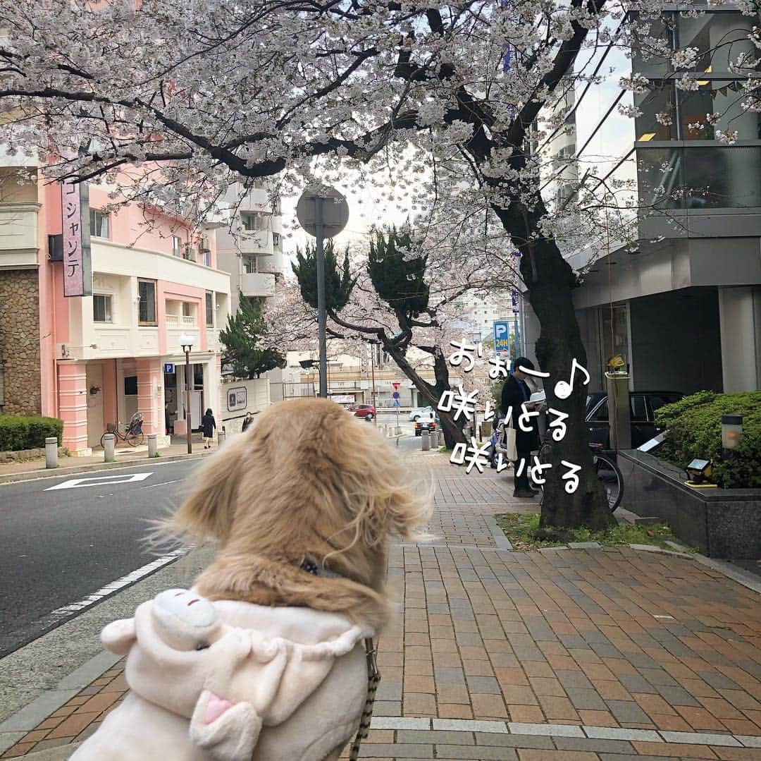 チズさんのインスタグラム写真 - (チズInstagram)「桜🌸綺麗〜(*´ω`*) もうすぐ満開かな？？ 写真は春ぽいけど… 春とは思えない寒さでした❄️ #さくら #桜#サクラ咲く 🌸 #神戸#7部咲き #お散歩 🐾 #Mダックス #ダックス#ミニチュアダックス #ミニチュアダックスフンド #ミニチュアダックスクリーム #短足犬 #短足部 #カニンヘンダックス #関西ダックス#親父犬 #ダックス13歳#シニア犬 #犬なしでは生きていけません会 #🐶#💕#🐾 #インスタでわんこみるのが日課 ♡♡」4月3日 23時09分 - sqi.chizu