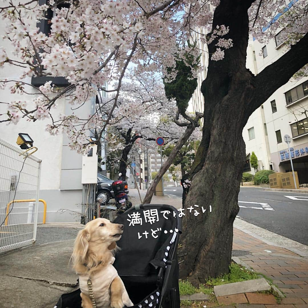 チズさんのインスタグラム写真 - (チズInstagram)「桜🌸綺麗〜(*´ω`*) もうすぐ満開かな？？ 写真は春ぽいけど… 春とは思えない寒さでした❄️ #さくら #桜#サクラ咲く 🌸 #神戸#7部咲き #お散歩 🐾 #Mダックス #ダックス#ミニチュアダックス #ミニチュアダックスフンド #ミニチュアダックスクリーム #短足犬 #短足部 #カニンヘンダックス #関西ダックス#親父犬 #ダックス13歳#シニア犬 #犬なしでは生きていけません会 #🐶#💕#🐾 #インスタでわんこみるのが日課 ♡♡」4月3日 23時09分 - sqi.chizu