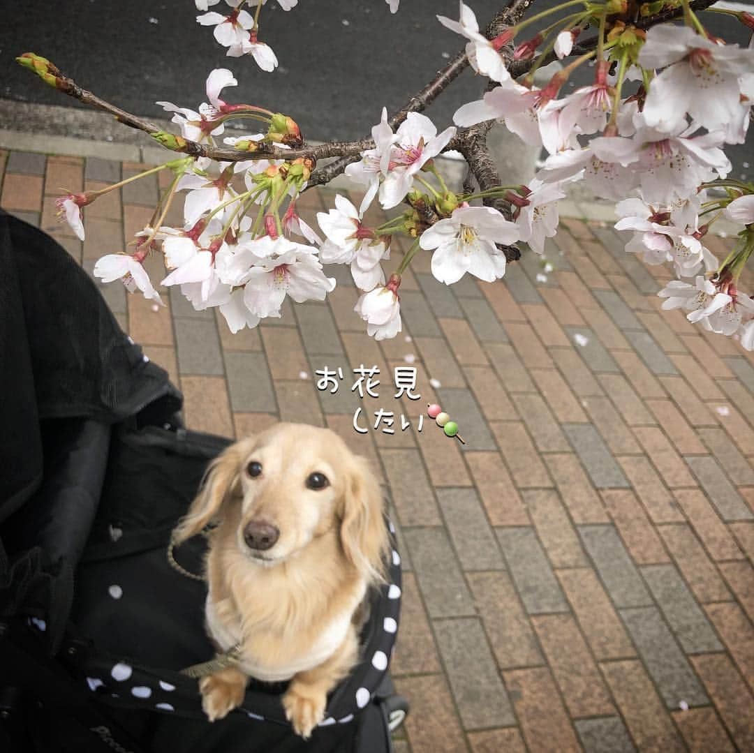 チズさんのインスタグラム写真 - (チズInstagram)「桜🌸綺麗〜(*´ω`*) もうすぐ満開かな？？ 写真は春ぽいけど… 春とは思えない寒さでした❄️ #さくら #桜#サクラ咲く 🌸 #神戸#7部咲き #お散歩 🐾 #Mダックス #ダックス#ミニチュアダックス #ミニチュアダックスフンド #ミニチュアダックスクリーム #短足犬 #短足部 #カニンヘンダックス #関西ダックス#親父犬 #ダックス13歳#シニア犬 #犬なしでは生きていけません会 #🐶#💕#🐾 #インスタでわんこみるのが日課 ♡♡」4月3日 23時09分 - sqi.chizu