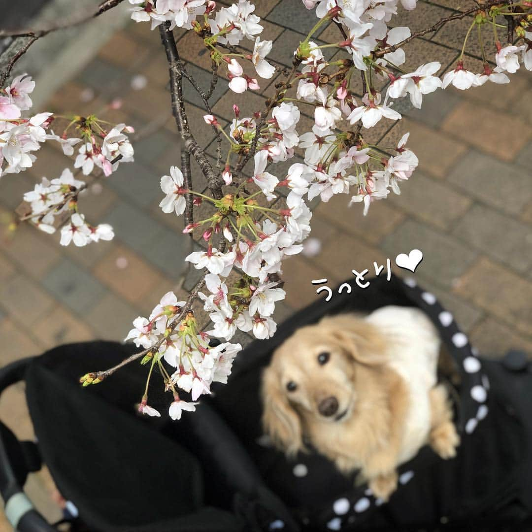 チズさんのインスタグラム写真 - (チズInstagram)「桜🌸綺麗〜(*´ω`*) もうすぐ満開かな？？ 写真は春ぽいけど… 春とは思えない寒さでした❄️ #さくら #桜#サクラ咲く 🌸 #神戸#7部咲き #お散歩 🐾 #Mダックス #ダックス#ミニチュアダックス #ミニチュアダックスフンド #ミニチュアダックスクリーム #短足犬 #短足部 #カニンヘンダックス #関西ダックス#親父犬 #ダックス13歳#シニア犬 #犬なしでは生きていけません会 #🐶#💕#🐾 #インスタでわんこみるのが日課 ♡♡」4月3日 23時09分 - sqi.chizu