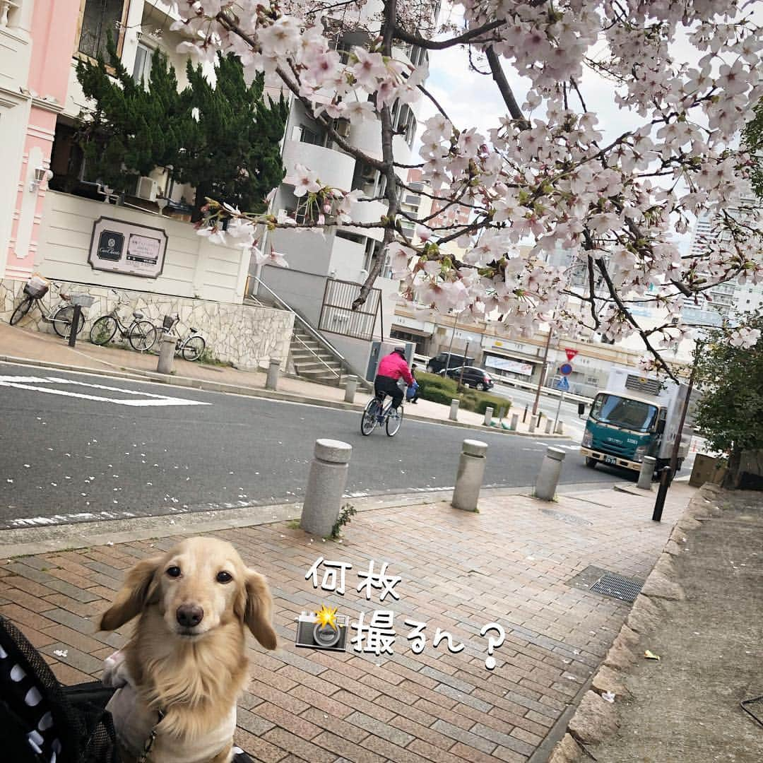 チズさんのインスタグラム写真 - (チズInstagram)「桜🌸綺麗〜(*´ω`*) もうすぐ満開かな？？ 写真は春ぽいけど… 春とは思えない寒さでした❄️ #さくら #桜#サクラ咲く 🌸 #神戸#7部咲き #お散歩 🐾 #Mダックス #ダックス#ミニチュアダックス #ミニチュアダックスフンド #ミニチュアダックスクリーム #短足犬 #短足部 #カニンヘンダックス #関西ダックス#親父犬 #ダックス13歳#シニア犬 #犬なしでは生きていけません会 #🐶#💕#🐾 #インスタでわんこみるのが日課 ♡♡」4月3日 23時09分 - sqi.chizu