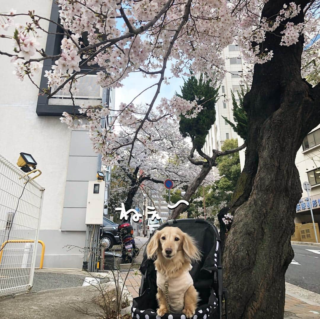 チズさんのインスタグラム写真 - (チズInstagram)「桜🌸綺麗〜(*´ω`*) もうすぐ満開かな？？ 写真は春ぽいけど… 春とは思えない寒さでした❄️ #さくら #桜#サクラ咲く 🌸 #神戸#7部咲き #お散歩 🐾 #Mダックス #ダックス#ミニチュアダックス #ミニチュアダックスフンド #ミニチュアダックスクリーム #短足犬 #短足部 #カニンヘンダックス #関西ダックス#親父犬 #ダックス13歳#シニア犬 #犬なしでは生きていけません会 #🐶#💕#🐾 #インスタでわんこみるのが日課 ♡♡」4月3日 23時09分 - sqi.chizu