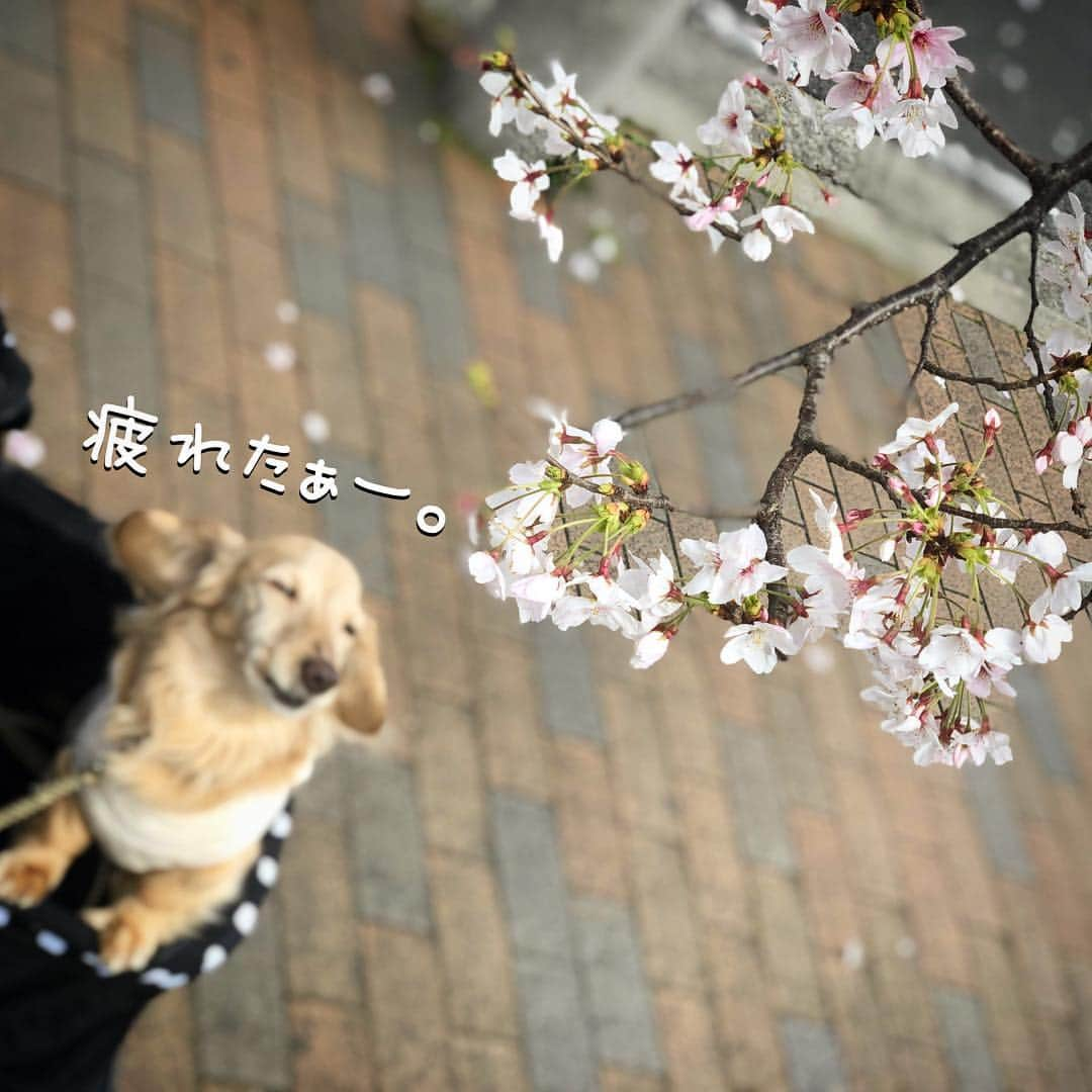 チズさんのインスタグラム写真 - (チズInstagram)「桜🌸綺麗〜(*´ω`*) もうすぐ満開かな？？ 写真は春ぽいけど… 春とは思えない寒さでした❄️ #さくら #桜#サクラ咲く 🌸 #神戸#7部咲き #お散歩 🐾 #Mダックス #ダックス#ミニチュアダックス #ミニチュアダックスフンド #ミニチュアダックスクリーム #短足犬 #短足部 #カニンヘンダックス #関西ダックス#親父犬 #ダックス13歳#シニア犬 #犬なしでは生きていけません会 #🐶#💕#🐾 #インスタでわんこみるのが日課 ♡♡」4月3日 23時09分 - sqi.chizu