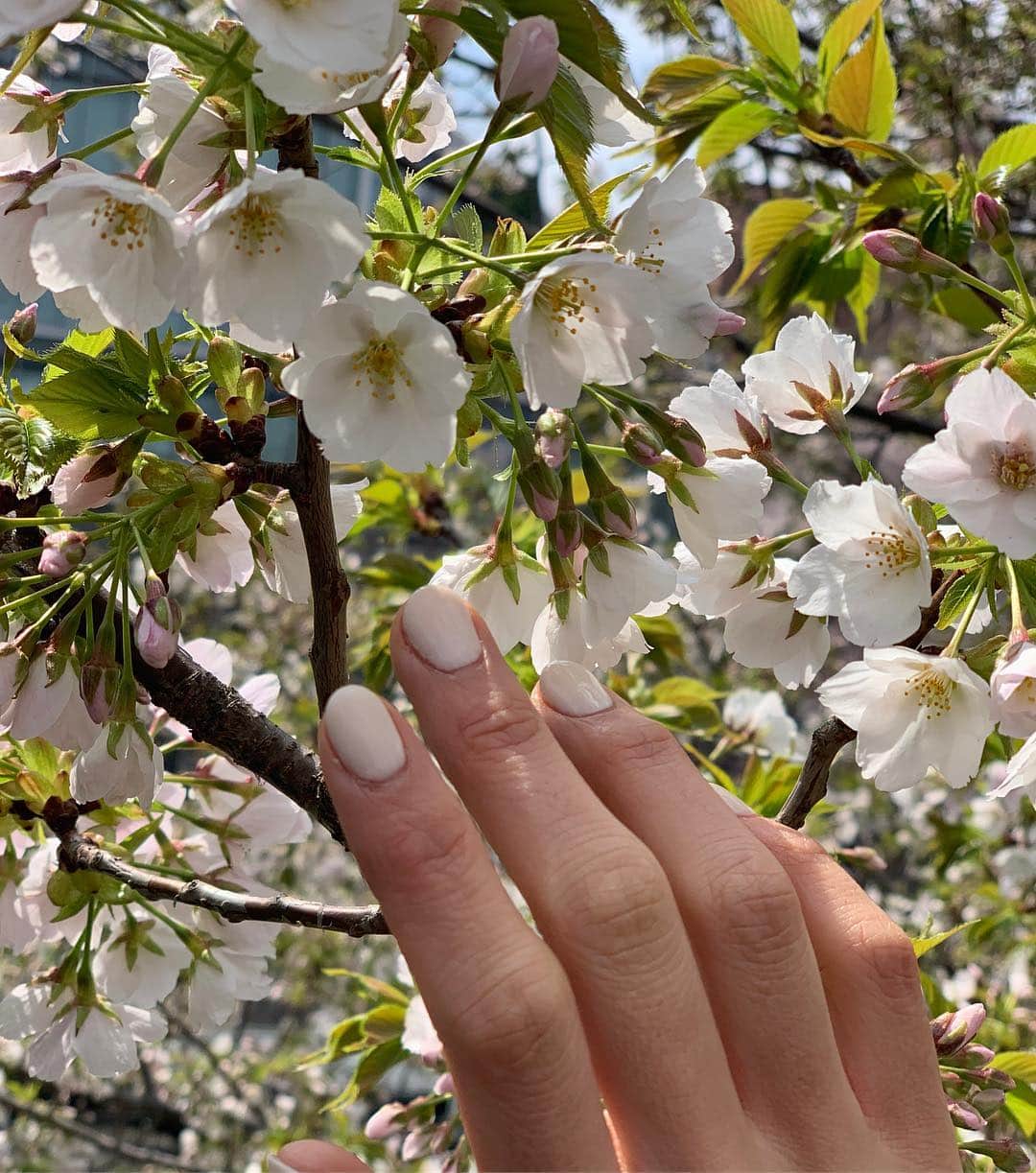 大桑マイミのインスタグラム：「🌸×white  ネイルかえました。 手元明るく気分あげ。 睫毛も綺麗に。 @salonbdaikanyama  ルンルン♪」