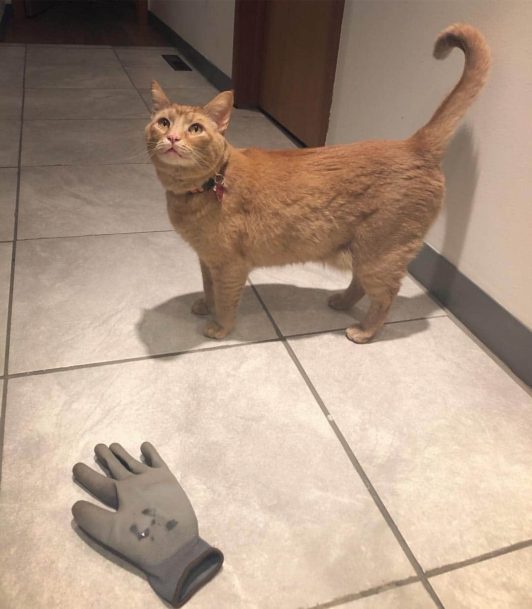 Snorri Sturlusonさんのインスタグラム写真 - (Snorri SturlusonInstagram)「STOLEN: grey gardening glove. Night of 4/2. Complete with cat saliva. #snorrithecat #kittyklepto #spokanedoesntsuck #pnw #catsofinstagram #cats #highfashion」4月3日 14時20分 - snorrithecat