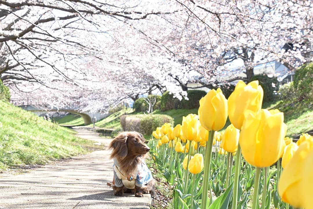 etsukoさんのインスタグラム写真 - (etsukoInstagram)「* 2019.04.03 黄色い ちゅりさん🌷 * * * 🐶💬 『並んでたですよぉ～( *˙0˙*)🌷』 * * * 👧💬 『ヨシノさん🌸は まだ蕾も結構あったけどね～。』 * * * ばばちゃんちから 割と近くのこちら。 アロハと見に来るのも もう7年目になるのかなぁ(൦◟̆◞̆൦)♡‧˚₊*̥ 朝活！朝活！なーんて 張り切ったところで まぁ 起きれないへっぽこ母さん💣 着いた時には  ちっちゃな🐩犬連れ様が いっぱい。もちろん 人もね。 例の如く 吠え散らかして モデルさんしてる🐩の邪魔をする  悪い子アロハさん🐶を連れた へっぽこ母さん👧は (→親バカな 母さんは ちっとも 悪い子だとは思ってないけどね 笑ꉂꉂ(ˊᗜˋ*) ) コソコソ コソコソ……📷パチリパチリ…ね。 そんな コソコソpicが 少し続くかもです💦💦 * * * #アロハと花巡り2019 #アロハとソメイヨシノとチューリップ #ソメイヨシノ #チューリップ #桜 #はなまっぷ #あろまっぷ #ミニチュアダックスフンド #ミニチュアダックス #ダックスフンド #ダックス #チョコソリッド #ワンコなしでは生きて行けません会 #犬のいる暮らし #todayswanko #east_dog_japan #wp_flower #dogstagram  #ig_dogphoto #ig_flower #alohahappy🐶 * * *」4月3日 14時23分 - aloha_with_etsuko