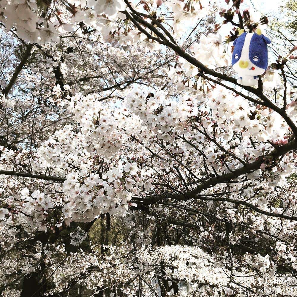 雪印メグミルクさんのインスタグラム写真 - (雪印メグミルクInstagram)「皆さん、やっモ〜！ 春が来たね！ . 花見は行ったモ〜？ . 雪印メグミルク本社前は桜が満開🌸🌸🌸 キレイだね〜♪ . ボクは毎朝うっとり❤️ 幸せな気分でお散歩しているよ♪ #花見 #桜が満開 #ポジミク #コップ牛の未来 #雪印メグミルク」4月3日 14時38分 - megmilk.snowbrand