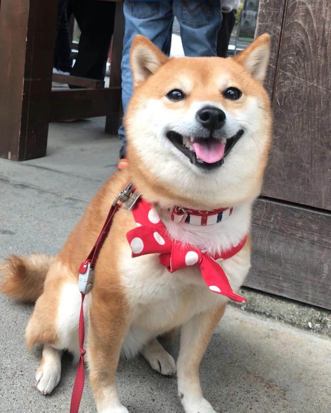 豆柴 サニーちゃんさんのインスタグラム写真 - (豆柴 サニーちゃんInstagram)「. . HELLO〜こんにちわん💓🐻🏯 . 昨日は 国宝犬山城🏯まで ピューンと行ってきたよ🚗 . ハート💓の縁結びの絵馬 ここにあるとは知らずラッキー😆🤞 . 女の子たちがたくさん写真撮ってたよ💓💓 . 犬🐶ってついてるから 犬山城も目の前まで行けたらいいのにな🐾 . . . #国宝犬山城🏯 #三光稲荷神社 #縁結びの絵馬 #ハートの絵馬 #縁結びひょっこり #通行料はササミでよくってよ . #柴犬#豆柴 #赤柴 #まめしばいぬ#まめしば#いぬのきもち#ふわもこ部 #pecoいぬ部#pecotv#サンデイ#サンデイいぬ組#anicas #shiba_snap#todayswanko#west_dog_japan #shibainu #shiba#mameshiba#shibastagram #豆柴サニーちゃん」4月3日 14時35分 - sunny_rei_32