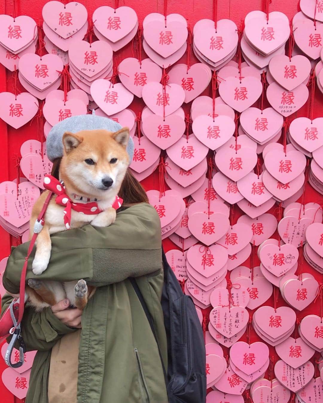 豆柴 サニーちゃんさんのインスタグラム写真 - (豆柴 サニーちゃんInstagram)「. . HELLO〜こんにちわん💓🐻🏯 . 昨日は 国宝犬山城🏯まで ピューンと行ってきたよ🚗 . ハート💓の縁結びの絵馬 ここにあるとは知らずラッキー😆🤞 . 女の子たちがたくさん写真撮ってたよ💓💓 . 犬🐶ってついてるから 犬山城も目の前まで行けたらいいのにな🐾 . . . #国宝犬山城🏯 #三光稲荷神社 #縁結びの絵馬 #ハートの絵馬 #縁結びひょっこり #通行料はササミでよくってよ . #柴犬#豆柴 #赤柴 #まめしばいぬ#まめしば#いぬのきもち#ふわもこ部 #pecoいぬ部#pecotv#サンデイ#サンデイいぬ組#anicas #shiba_snap#todayswanko#west_dog_japan #shibainu #shiba#mameshiba#shibastagram #豆柴サニーちゃん」4月3日 14時35分 - sunny_rei_32