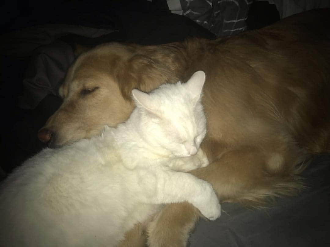 モヒートさんのインスタグラム写真 - (モヒートInstagram)「Mom went to bed and found us already snuggled up 💜 ------------------------------- #goldensofig #goldenretriever  #goldenretrieversofinstagram #betterwithpets #dogsofig  #dogsofinstagram #fluffypack #gloriousgoldens #welovegoldens #ilovemydog #goldenlife #bestwoof #ProPlanDog #ilovegolden_retrievers #mydogiscutest #retrieversgram #dogsofcle  #siblinggoals #goodnight #specialneedscats #catsofinstagram」4月3日 14時37分 - mojito_rose_family