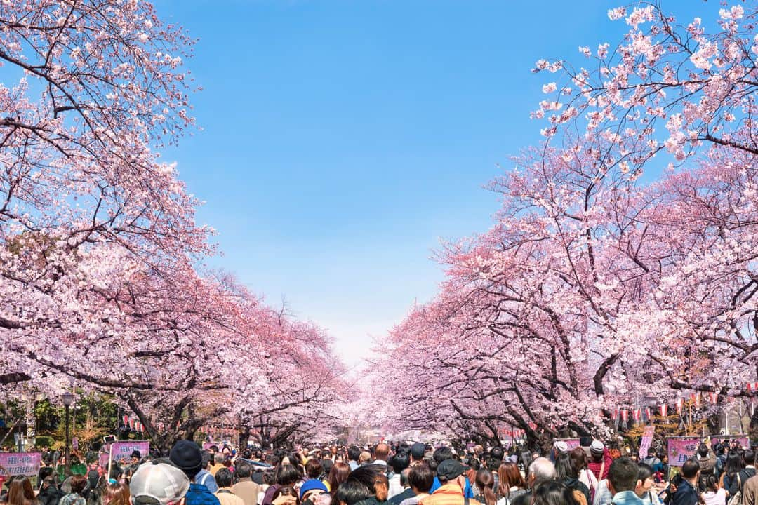 Loveinn Japanさんのインスタグラム写真 - (Loveinn JapanInstagram)「Cherry blossom in Tokyo, Japan. Do not miss this beautiful scene and touching moment. Best Ohanami spot, cherry blossom/ sakura viewing best place. Ueno Park, Shinjuku Gyoen, Imperial Palace East garden... #hotelsjapan #traveljapan #couplestrip #loveinnjapan #promojapan #newpromojapan #tokyohotels #tokyohanamispot #tokyosakura #tokyosakuraspot #sakurabestspot」4月3日 15時07分 - loveinnjapan