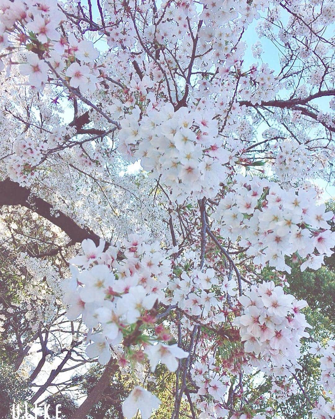 宮村ななこさんのインスタグラム写真 - (宮村ななこInstagram)「桜が咲いてたよ〜🌸すごく綺麗だったから皆んなにもお裾分け💕#桜 #上野 #お花見 #cherryblossom」4月3日 15時11分 - miyamuchan_001