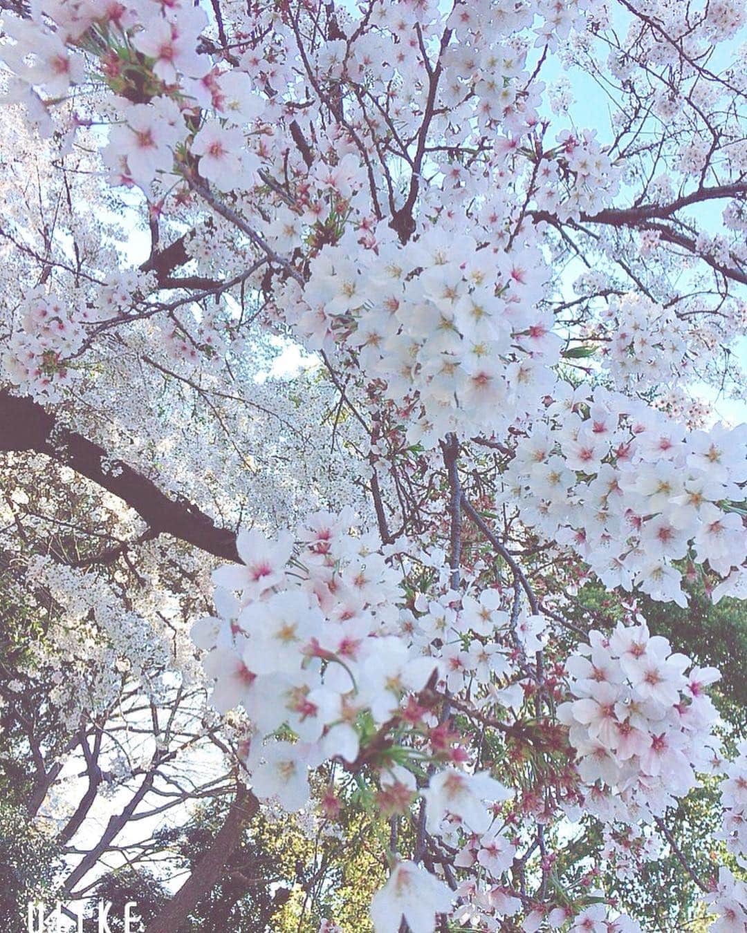 宮村ななこさんのインスタグラム写真 - (宮村ななこInstagram)「桜が咲いてたよ〜🌸すごく綺麗だったから皆んなにもお裾分け💕#桜 #上野 #お花見 #cherryblossom」4月3日 15時11分 - miyamuchan_001