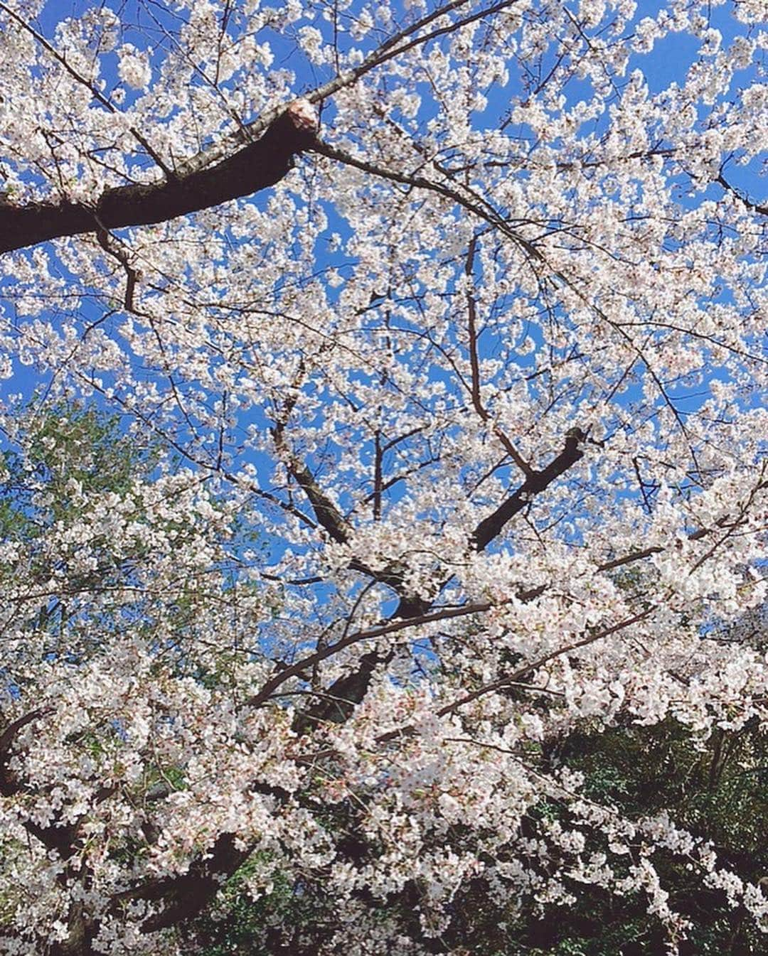 宮村ななこさんのインスタグラム写真 - (宮村ななこInstagram)「桜が咲いてたよ〜🌸すごく綺麗だったから皆んなにもお裾分け💕#桜 #上野 #お花見 #cherryblossom」4月3日 15時11分 - miyamuchan_001