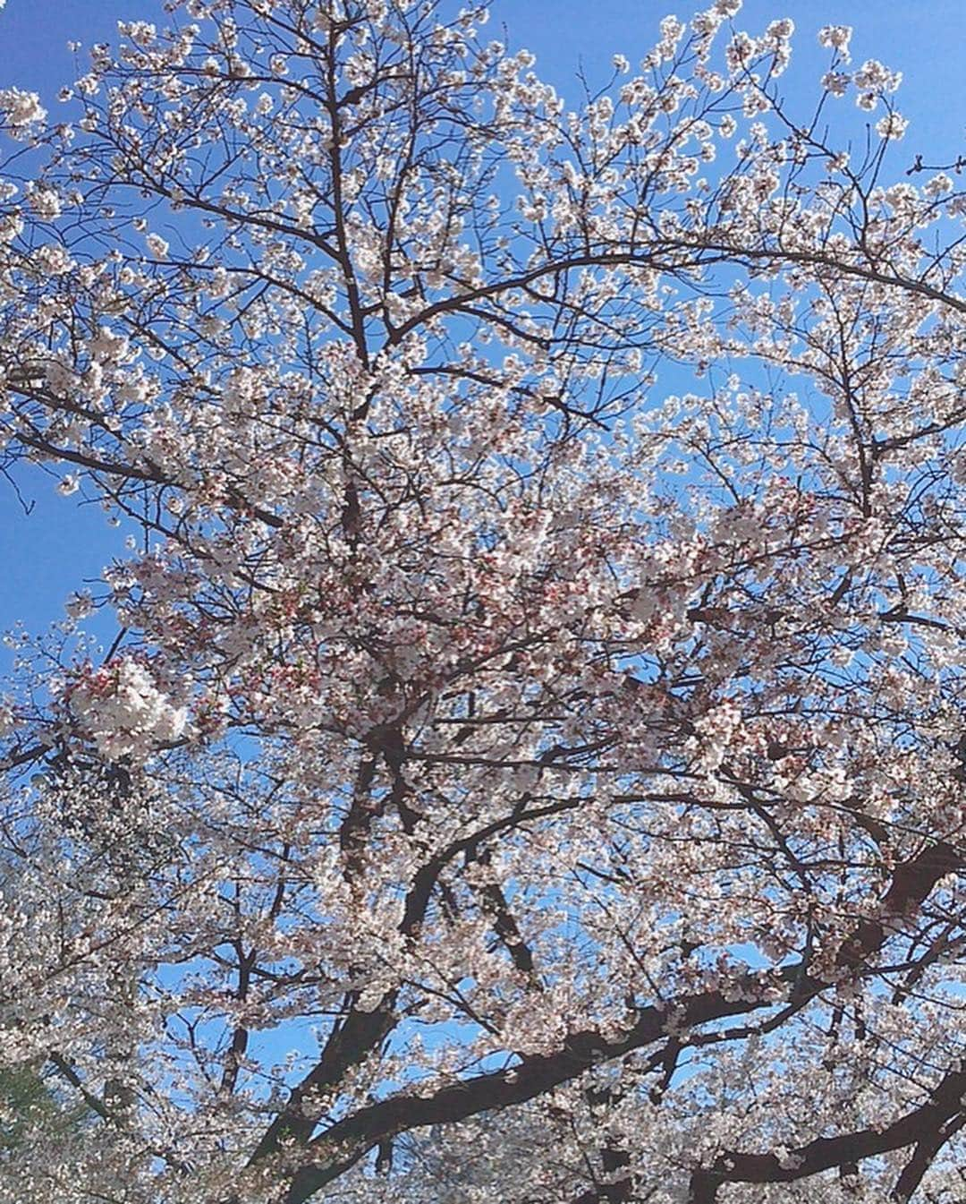 宮村ななこさんのインスタグラム写真 - (宮村ななこInstagram)「桜が咲いてたよ〜🌸すごく綺麗だったから皆んなにもお裾分け💕#桜 #上野 #お花見 #cherryblossom」4月3日 15時11分 - miyamuchan_001