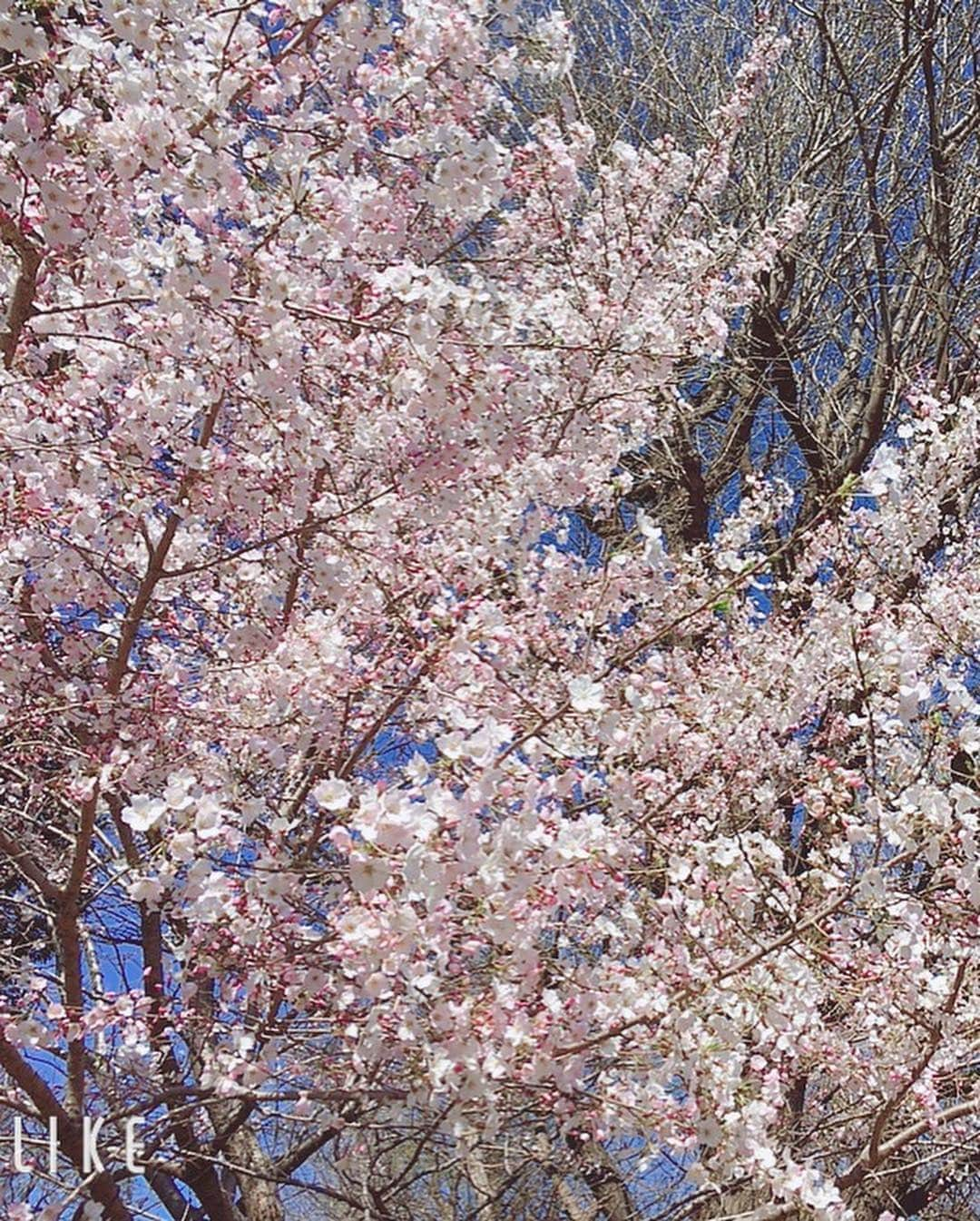 宮村ななこさんのインスタグラム写真 - (宮村ななこInstagram)「桜が咲いてたよ〜🌸すごく綺麗だったから皆んなにもお裾分け💕#桜 #上野 #お花見 #cherryblossom」4月3日 15時11分 - miyamuchan_001