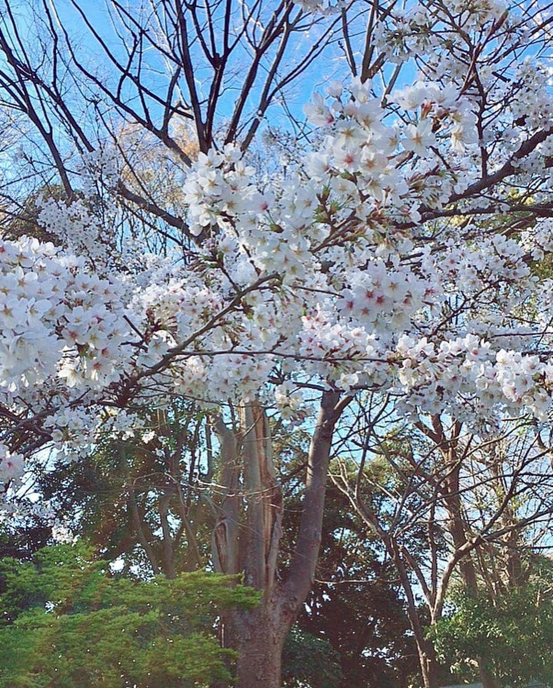 宮村ななこさんのインスタグラム写真 - (宮村ななこInstagram)「桜が咲いてたよ〜🌸すごく綺麗だったから皆んなにもお裾分け💕#桜 #上野 #お花見 #cherryblossom」4月3日 15時11分 - miyamuchan_001